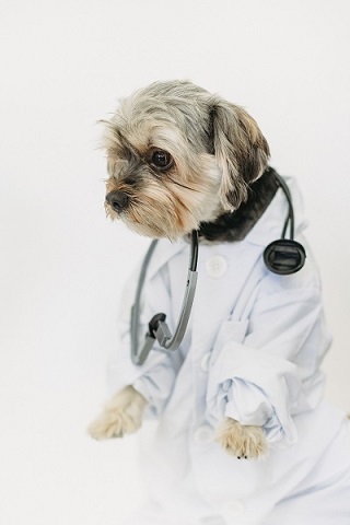 Video surveillance in a veterinary hospital