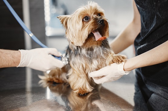 Video surveillance in a veterinary hospital