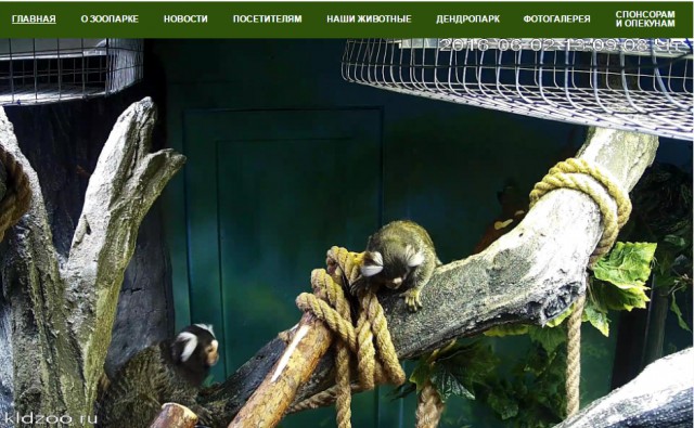Путешествуйте по зоопаркам с помощью онлайн-трансляции из вольеров — вы увидите все разнообразие животного мира с экрана вашего монитора в режиме реального времени.