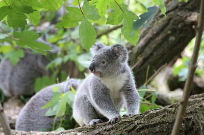zoo_koala