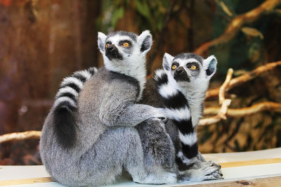 zoo_lemurs